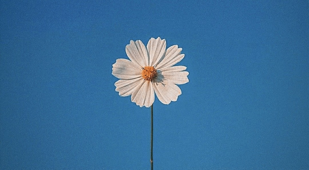 青空に咲く一輪の花